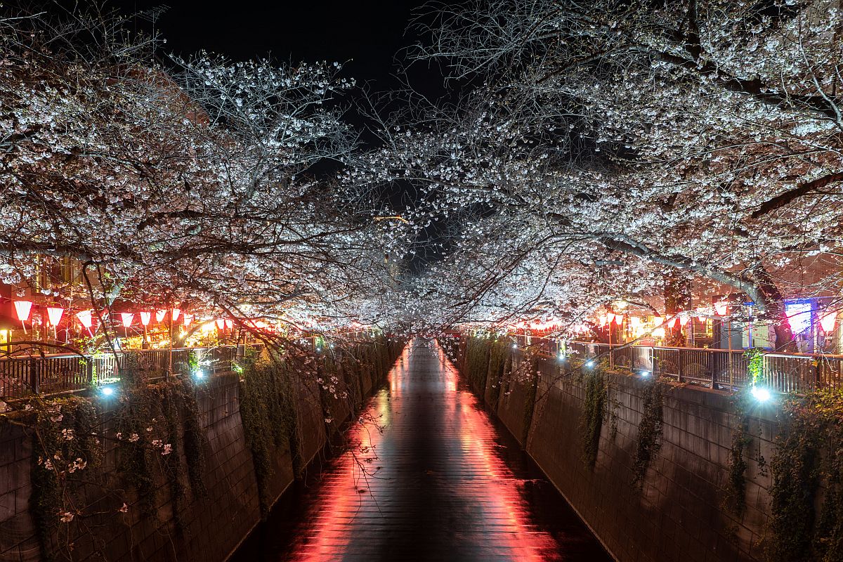 Tokiói cseresznyevirágzás