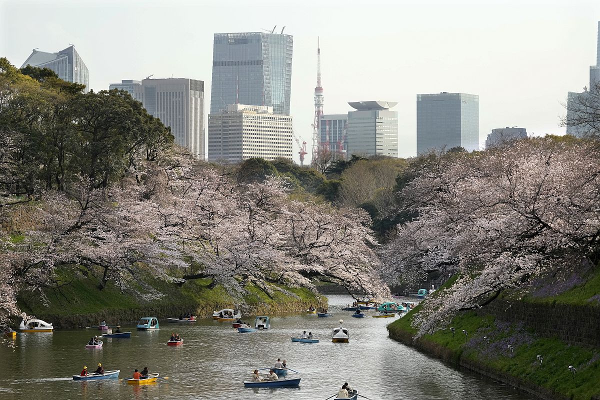 Látogatók csónakáznak virágba borult cseresznyefaágak alatt a tokiói Csidorigafucsi Parkban 2023. március 22-én.