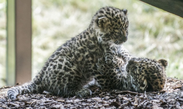 Amuri leopárdkölykök
