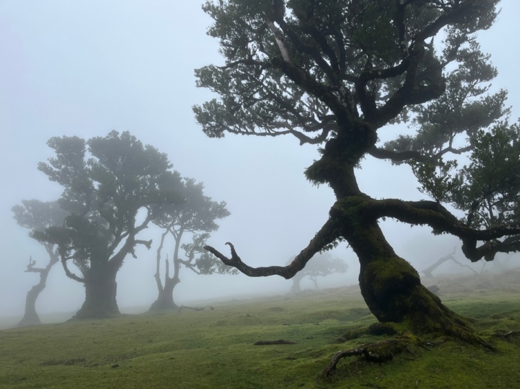 Bujkáló erdő Madeirán