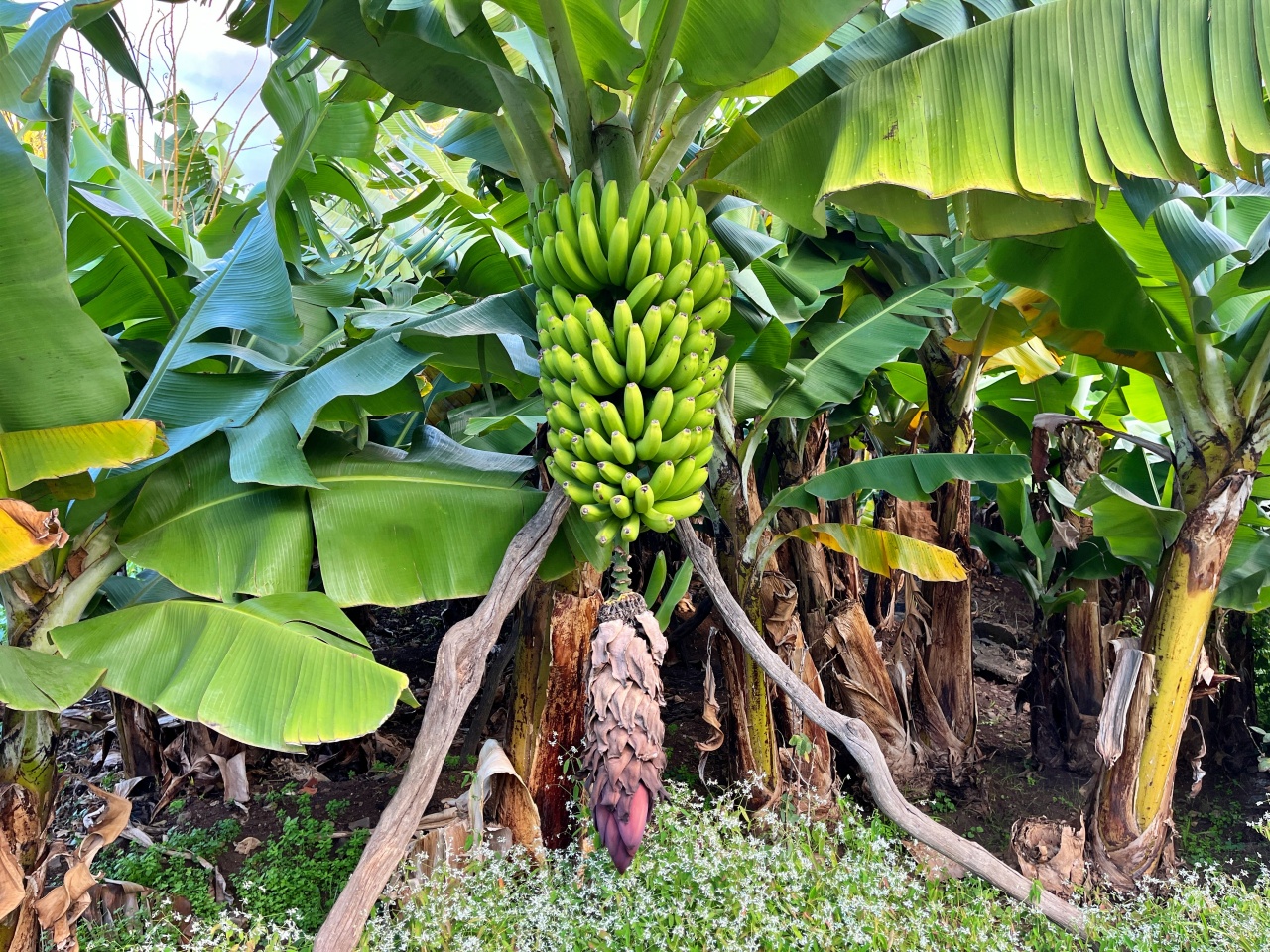 Madeira Banánültetvényen