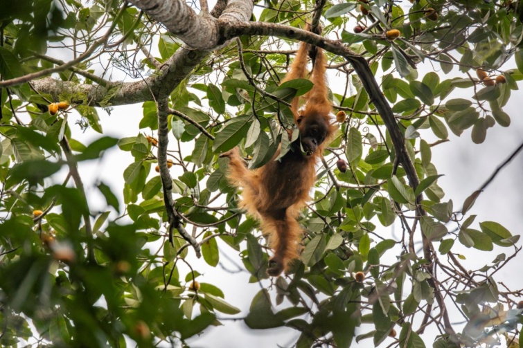 Tapanuli orangután egy fán