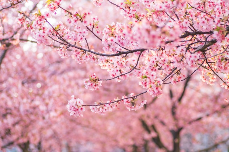 Virágzó cseresznyefa