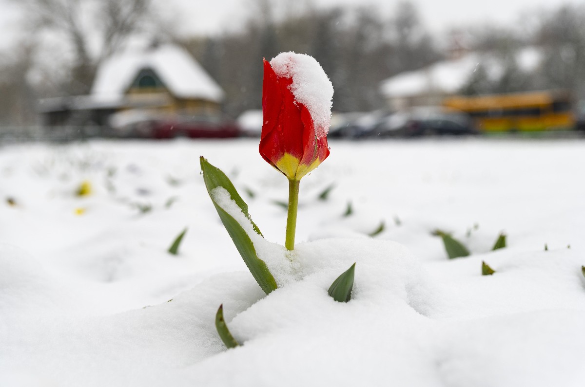 Minden kiültetett virágot ellepett Nyíregyházán a hó