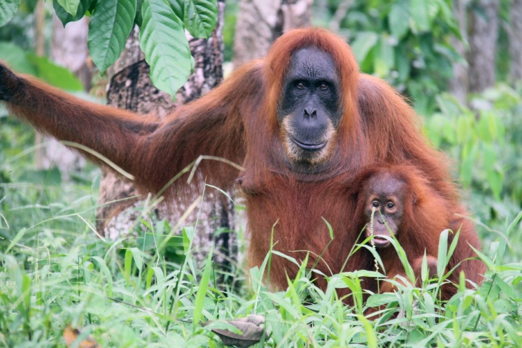 Szumátrai orangután és kicsinye