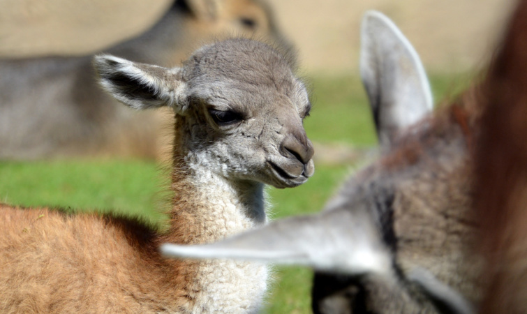 Újszülött dél-amerikai teveféle, guanakó (Lama guanicoe)