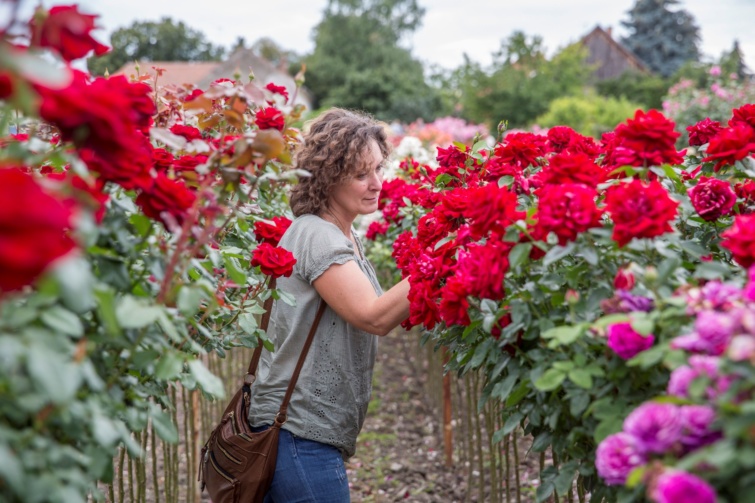 Rózsák között válogat egy nő egy rózsakertben Szeged Szőreg városrészében a huszadik alkalommal megrendezett rózsaünnep napján.