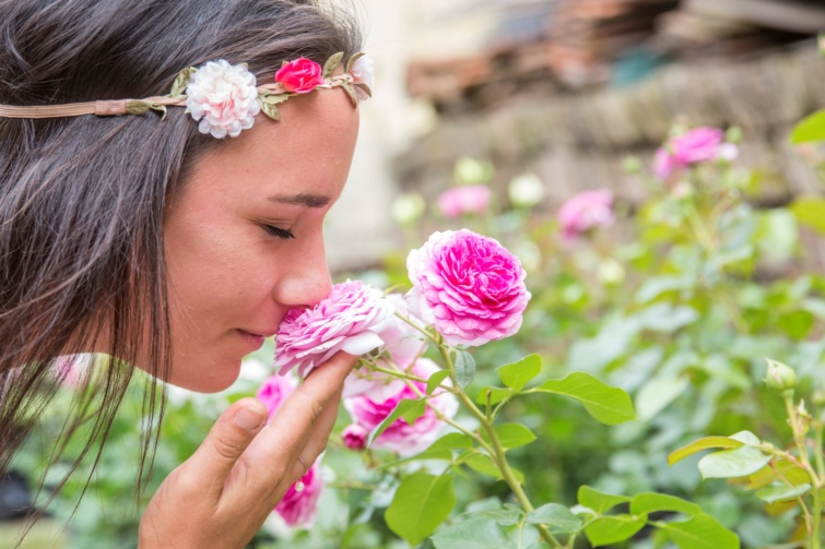 Rózsát szagol egy lány egy rózsakertben Szeged Szőreg városrészében a huszadik alkalommal megrendezett rózsaünnep napján