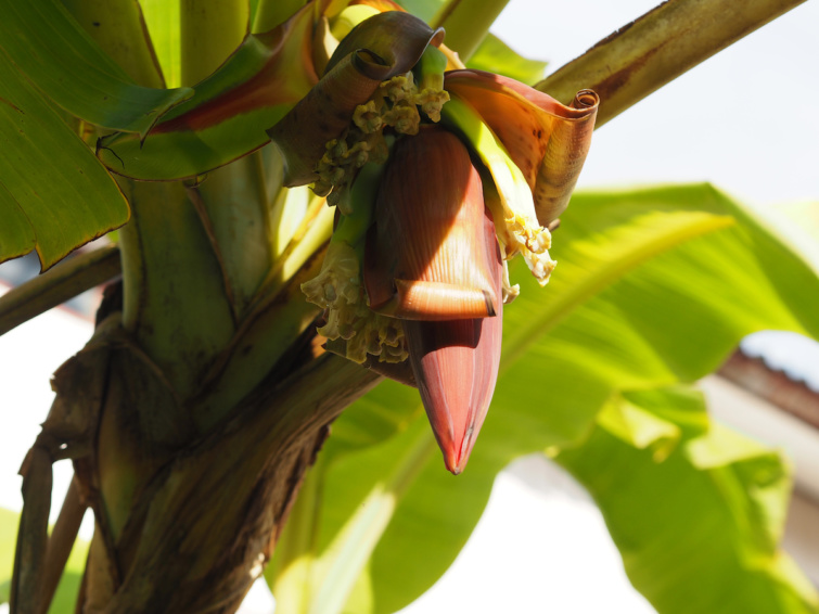Banánfa virágzás