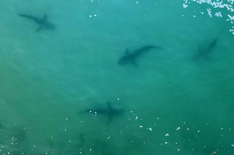 Vízben úszó cápák egy drónfelvételen