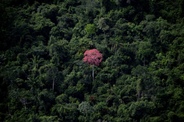 Burjánzó növények az amazóniai esőerdőkben