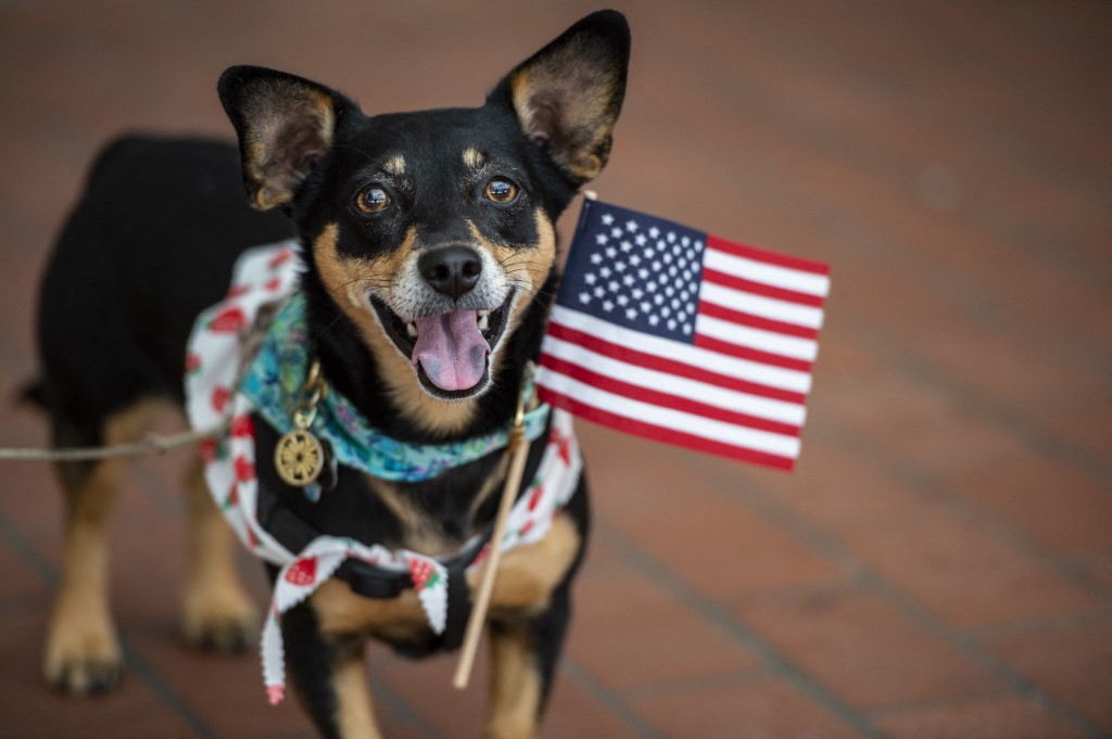 Kutya, nyakában az Amerikai Egyesült Államok zászlójával