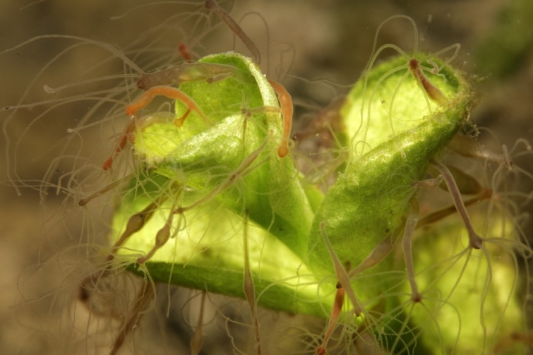 Zöldhidra, ami a zöld algával él szimbiózisban 