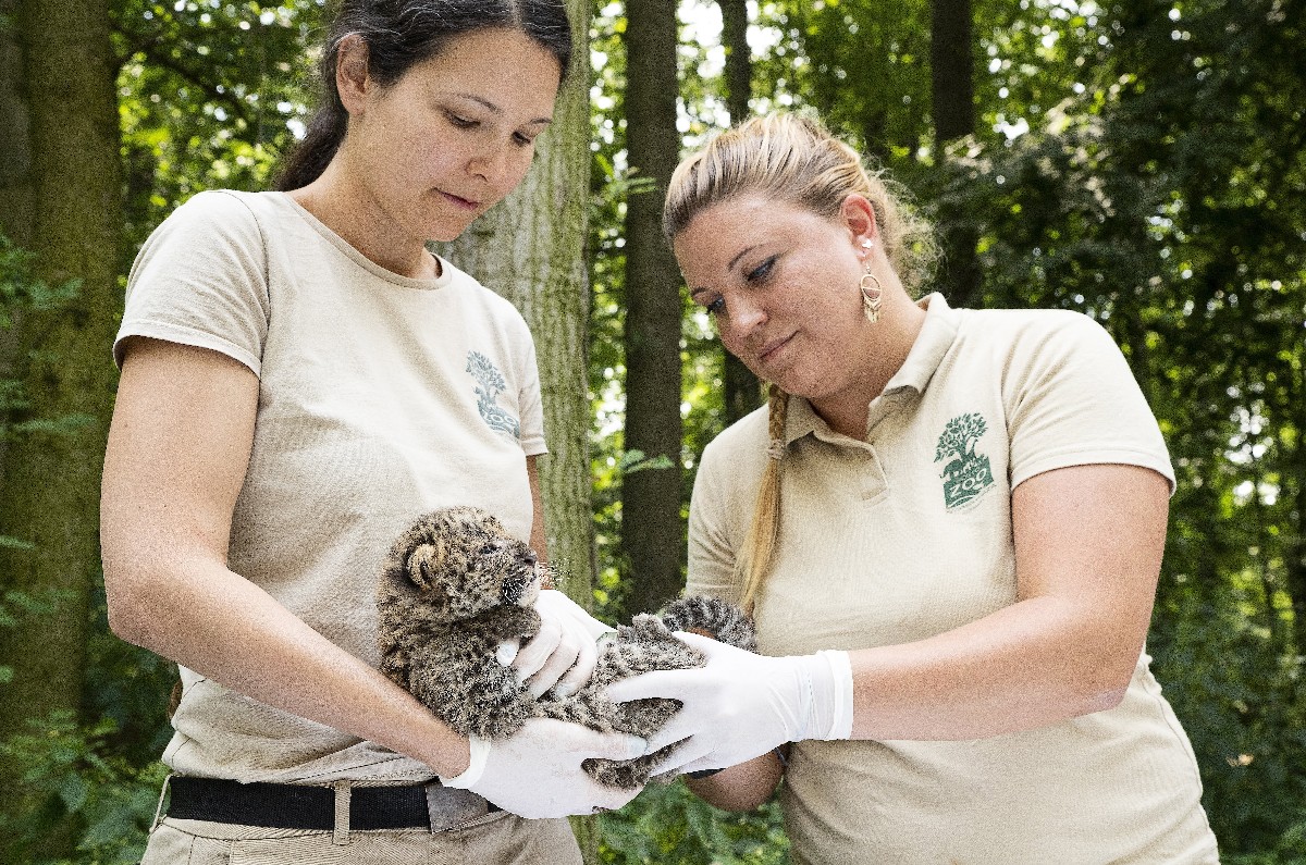 Vizsgálják a nyíregyházi leopárkölyköket