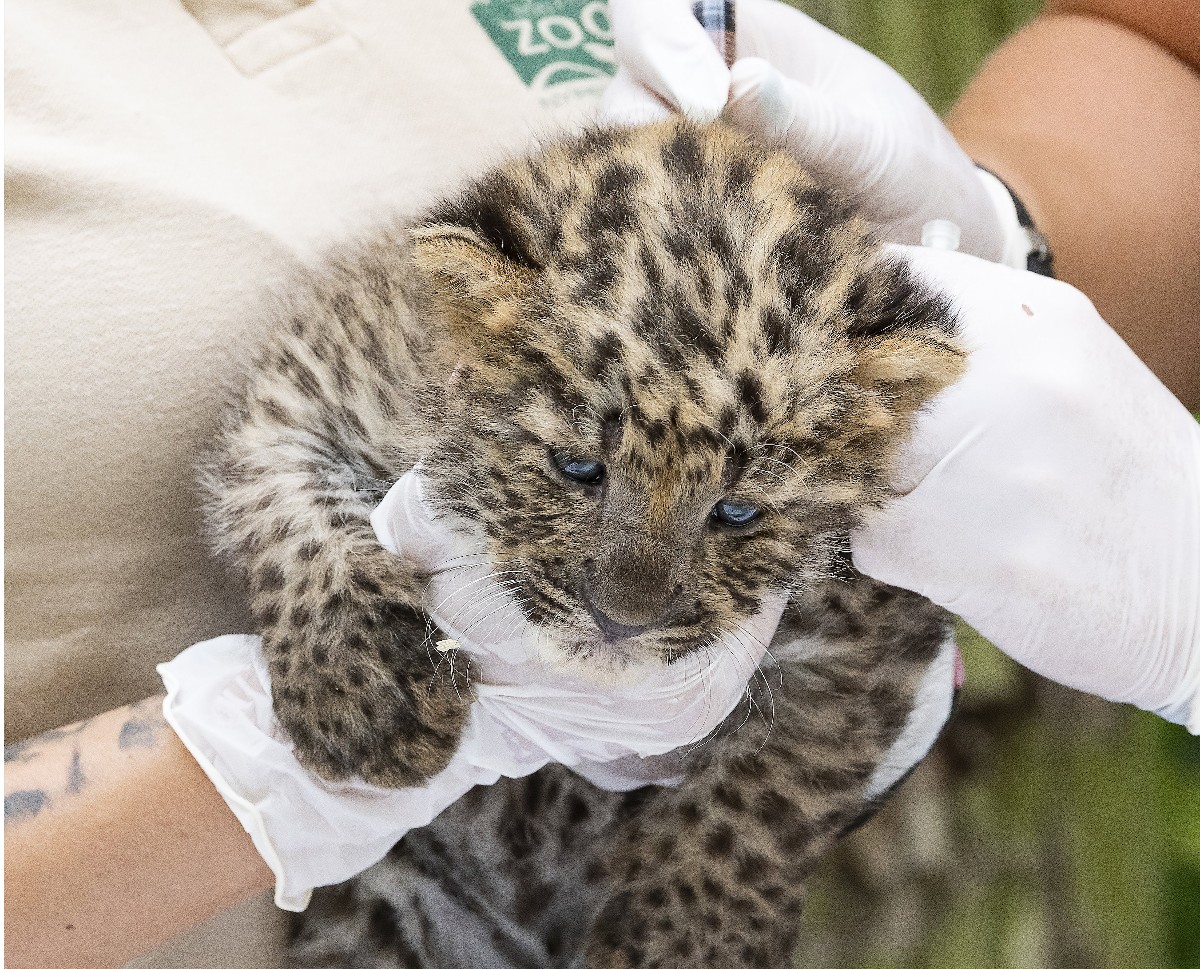 Első orvosi vizsgálatán egy Nyíregyházán született perzsaleopárd.