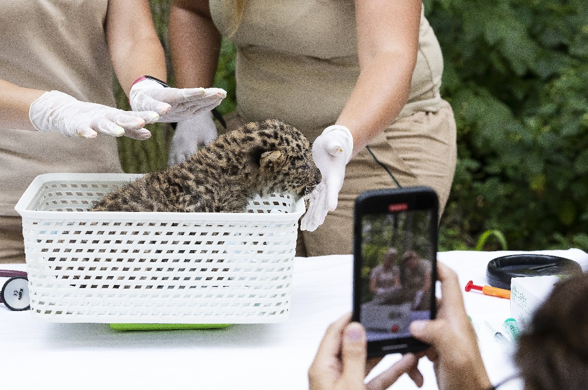 Orvosi vizsgálaton egy perzsaleopárd kölyök Nyíregyházán.