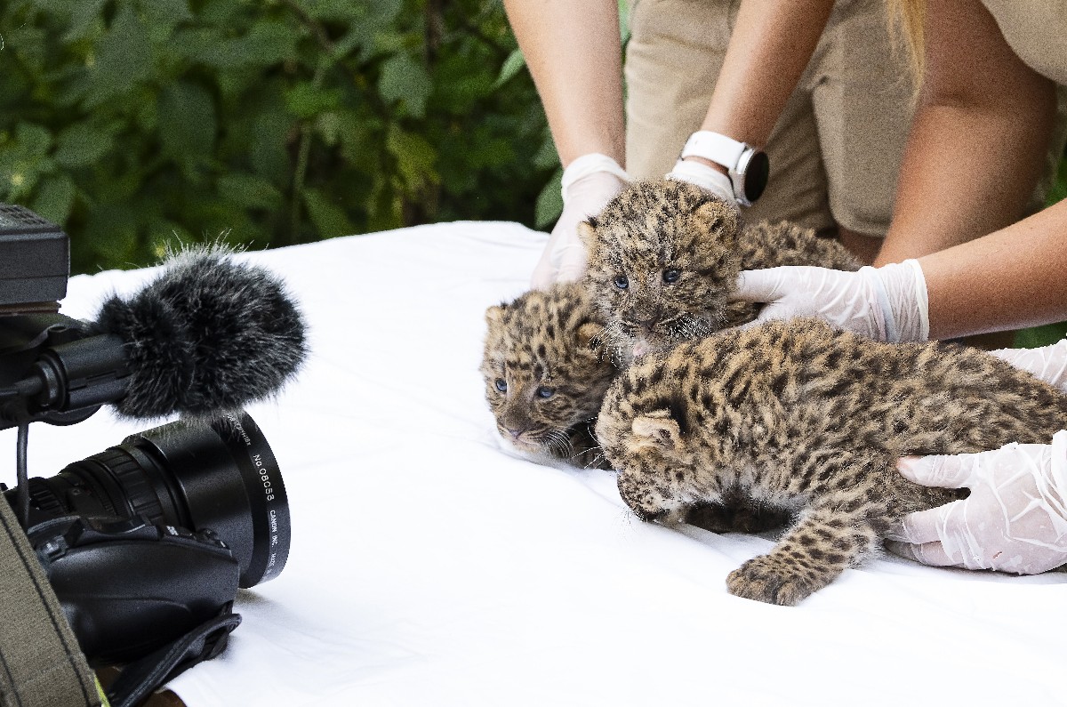 Perzsa leopárdkölykök Nyíregyházán