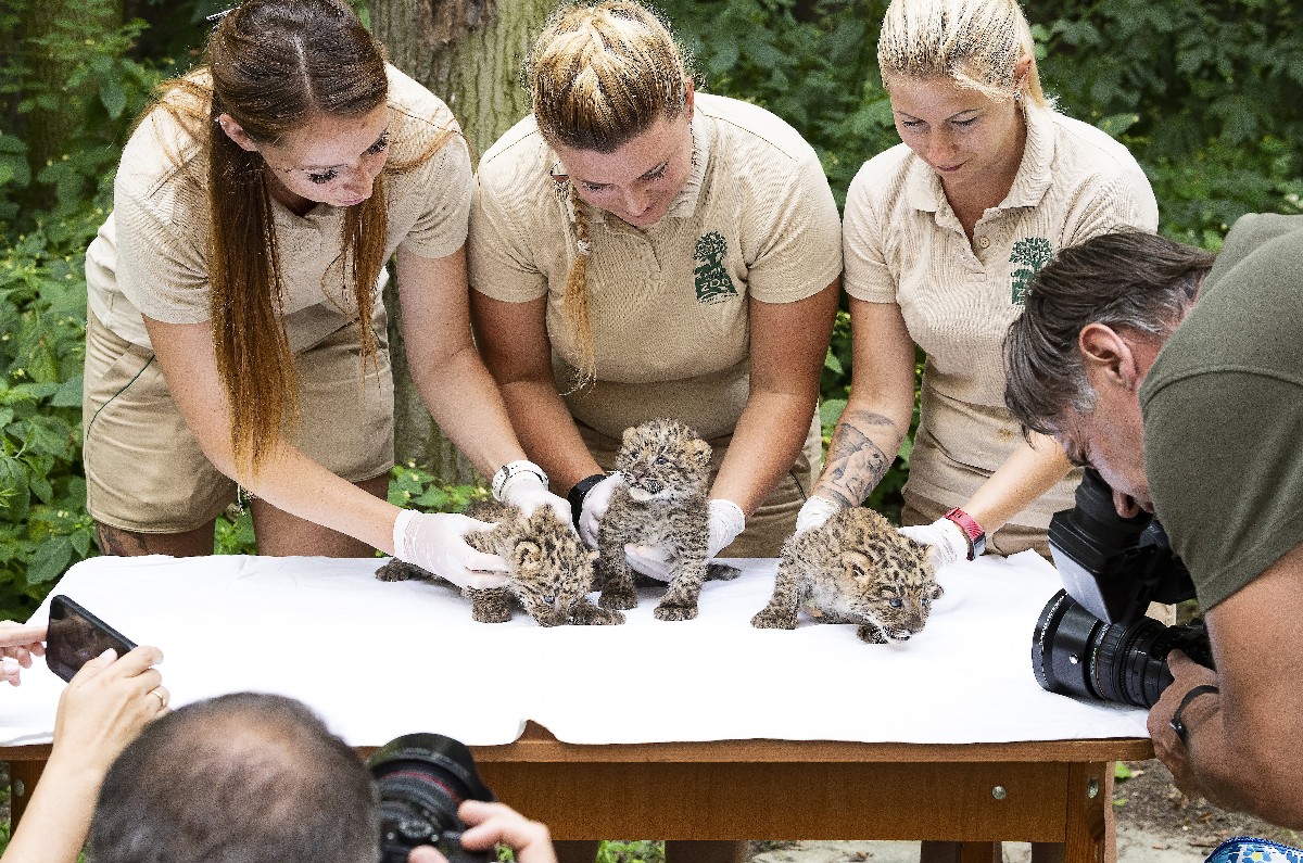 Perzsa leopárdok Nyíregyházán