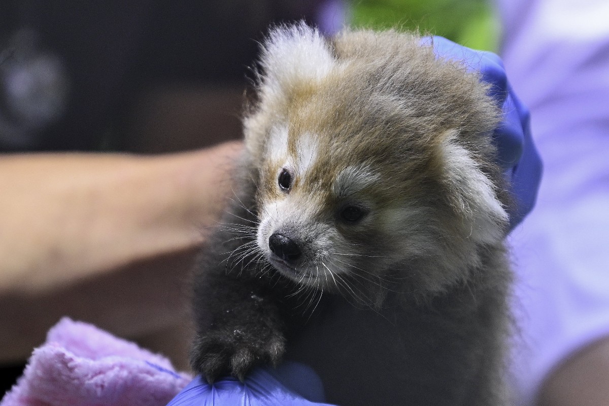 Vörös macskamedve született a debreceni állatkertben