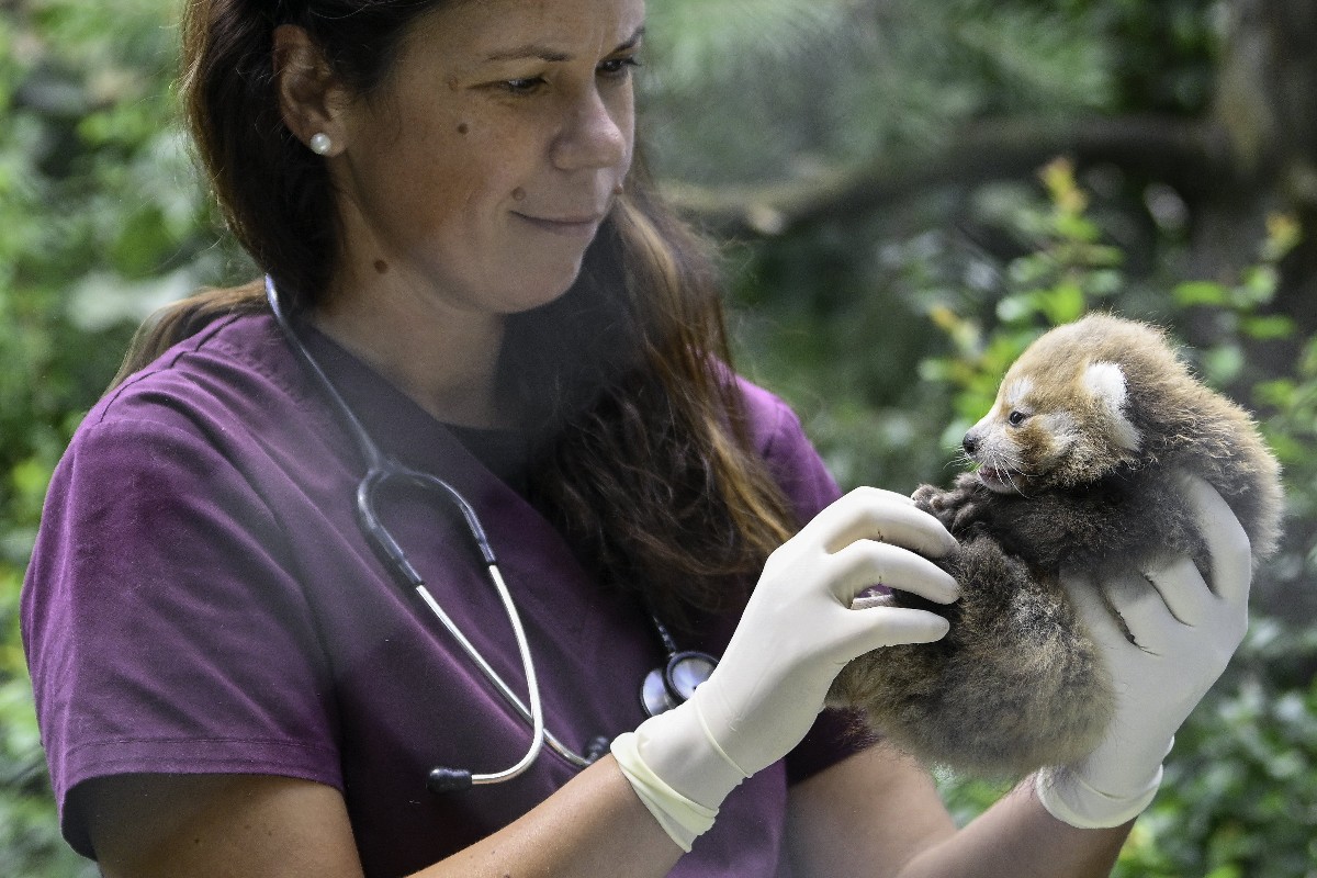 Állatorvos vizsgálja a debreceni vöröspanda-kölyköt