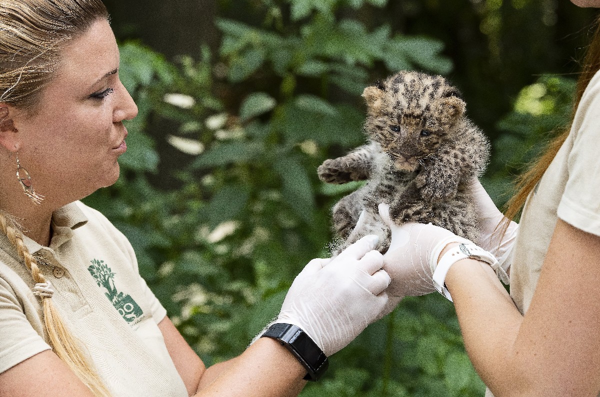 Perzsa leopárdok születtek a Nyíregyházi Állatparkban