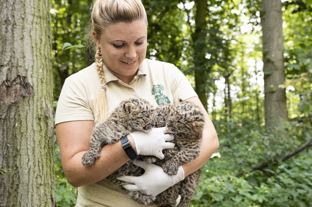Állatorvos kezében a kicsi perzsaleopárd