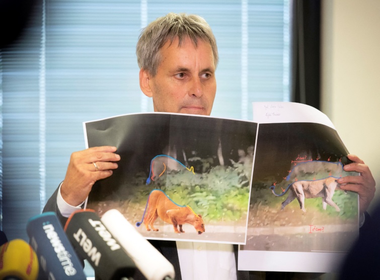  Michael Grubert, Kleinmachnow polgármestere egy sajtótájékoztatón fotók segítségével magyarázta el, miért nem oroszlán a keresett ragadozó. 