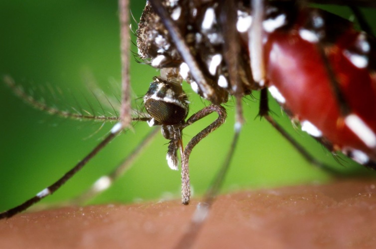 Vérrel táplálkozó ázsiai tigrisszúnyog.