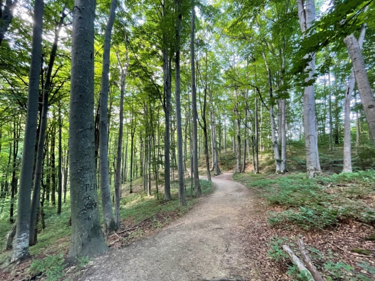 Jankovaci erdőpark útvonala és fái.