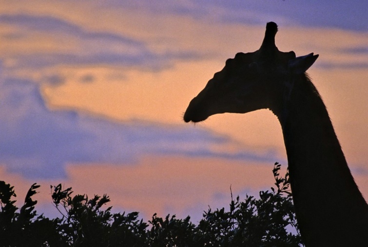 Egy zsiráf fejének sziluettje rajzolódik ki az égbolt előtt