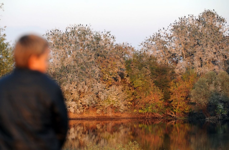 Egy fiú kormoránokkal teli fákat néz a Kopácsi-rét Natúrparkban.