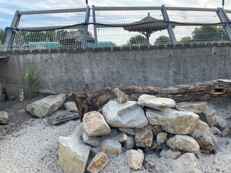 Malkia Park - Startlap Utazás Szurikáták a szlovákiai Malkia Parkban.