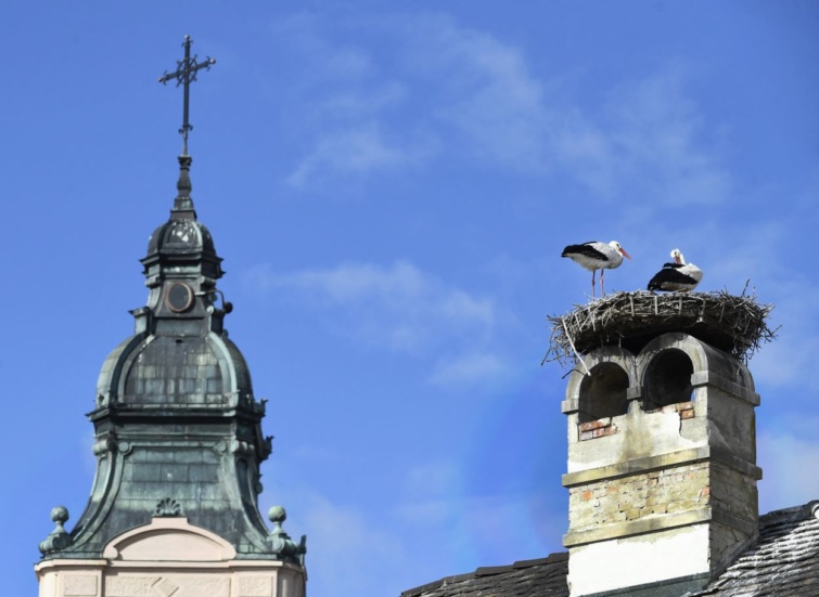 Gólyák láthatók fészkükön az ausztriai Burgenland régióban, Rusztban.