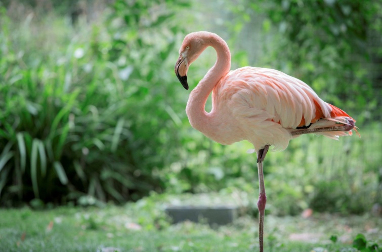 flamingo - Startlap Utazás Flamingó
