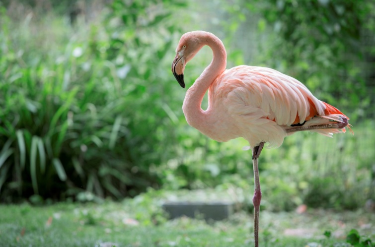 Flamingó