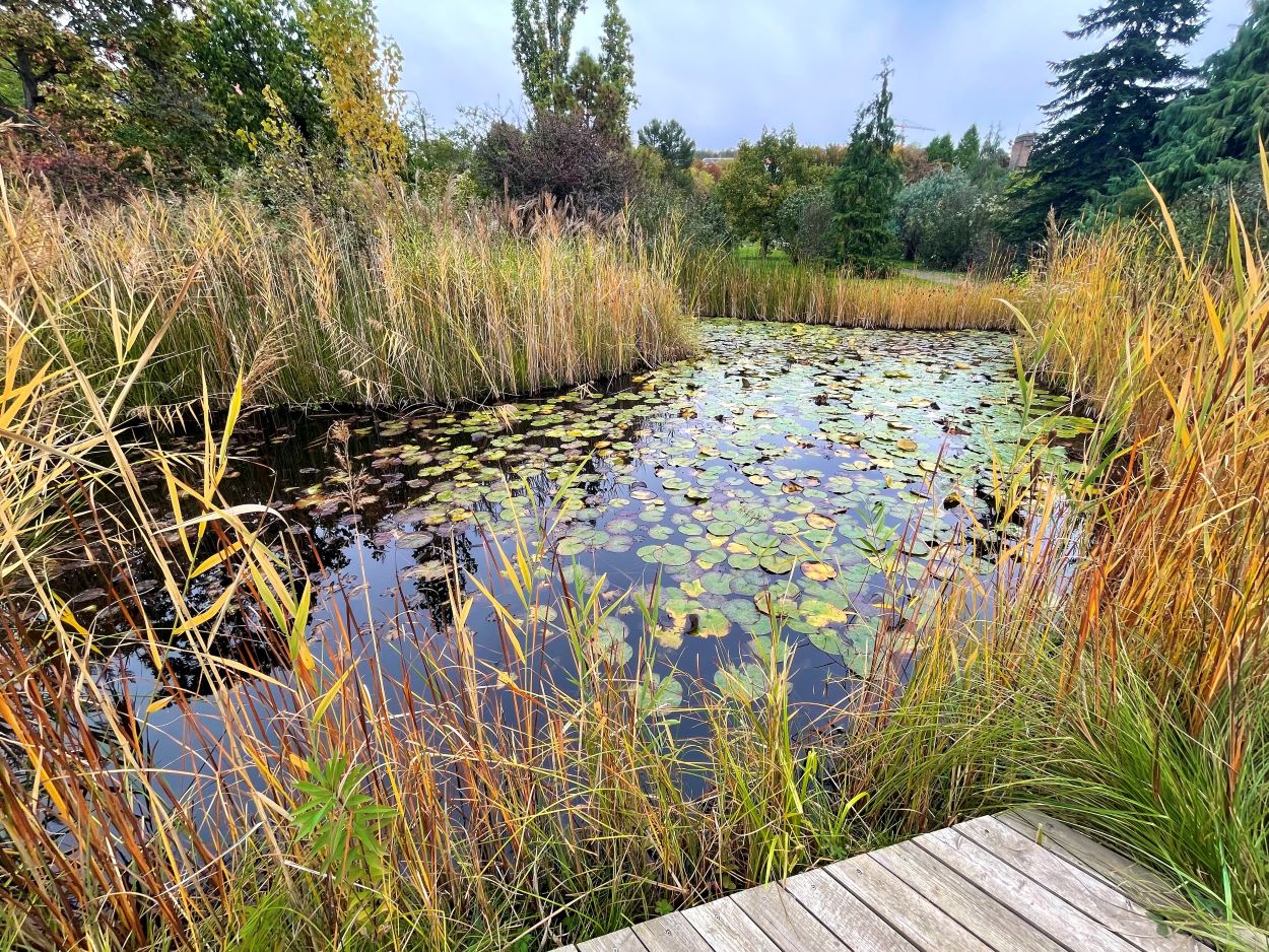 A Budai Arborétum tava ősszel.