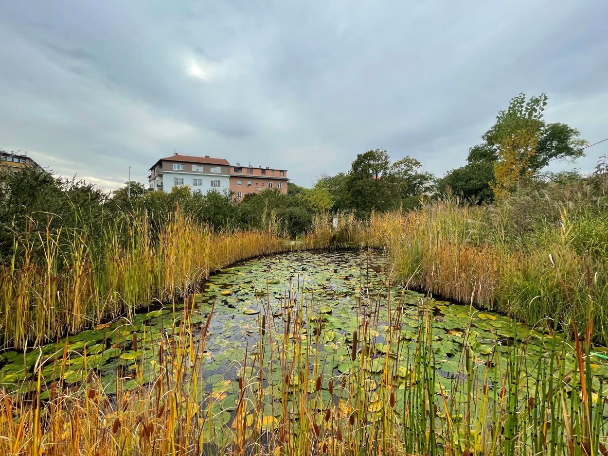 A Budai Arborétum tava is őszi színekben pompázik.