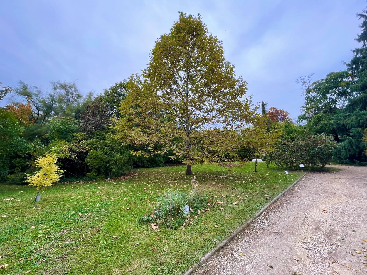 Sárguló lomkorona a Budai Arborétumban.