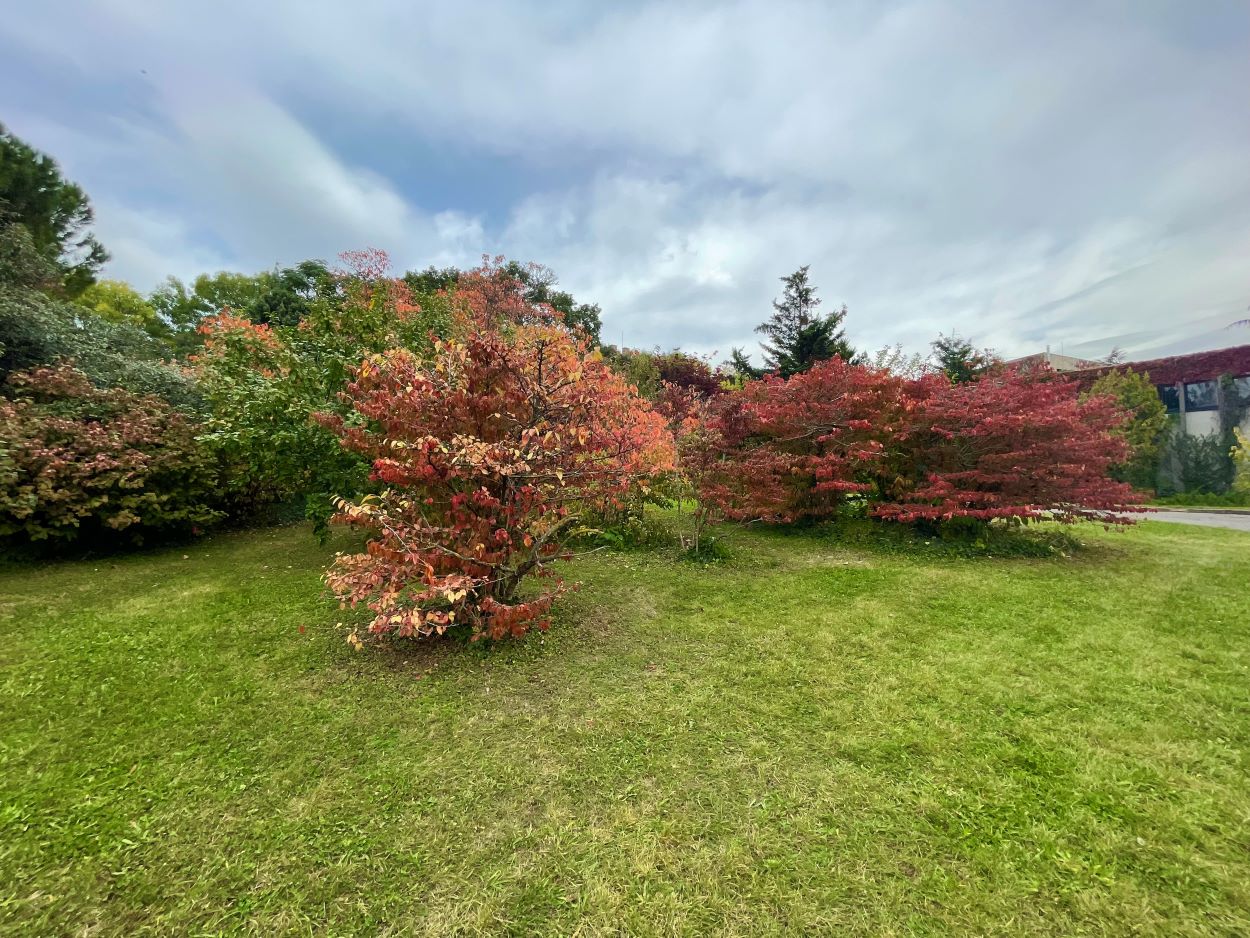 A Budai Arborétum színes növényei.