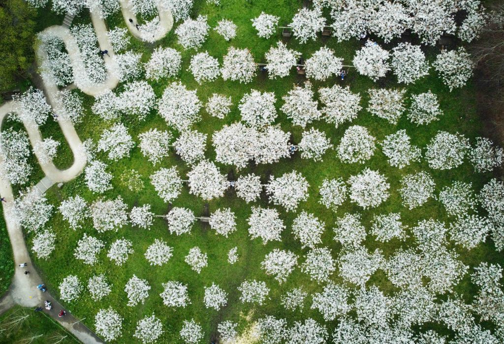 Az alnwicki botanikus kertben található cseresznyefák virágzás idején