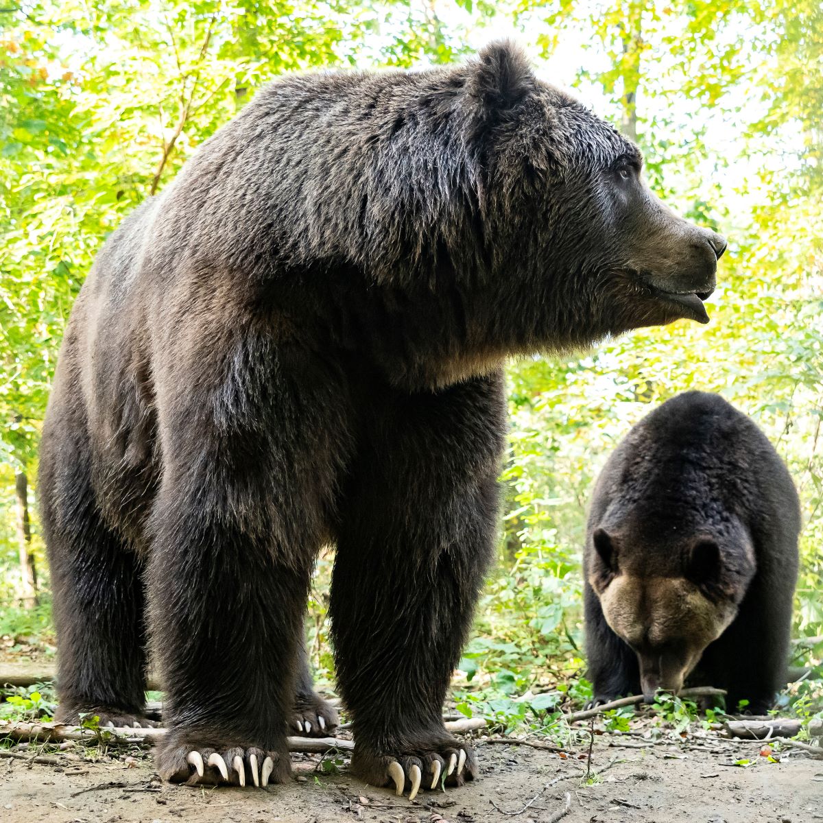 A Nyíregyházi Állatparkban újonnan érkezett medvéi - Startlap Utazás A Nyíregyházi Állatparkban újonnan érkezett medvéi