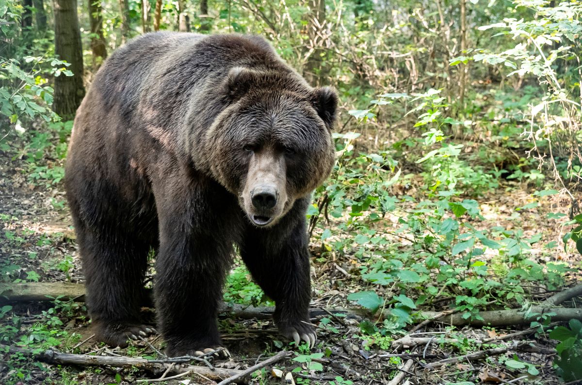 A Taquka nevű, több mint hatszáz kilogrammos kodiak-medve