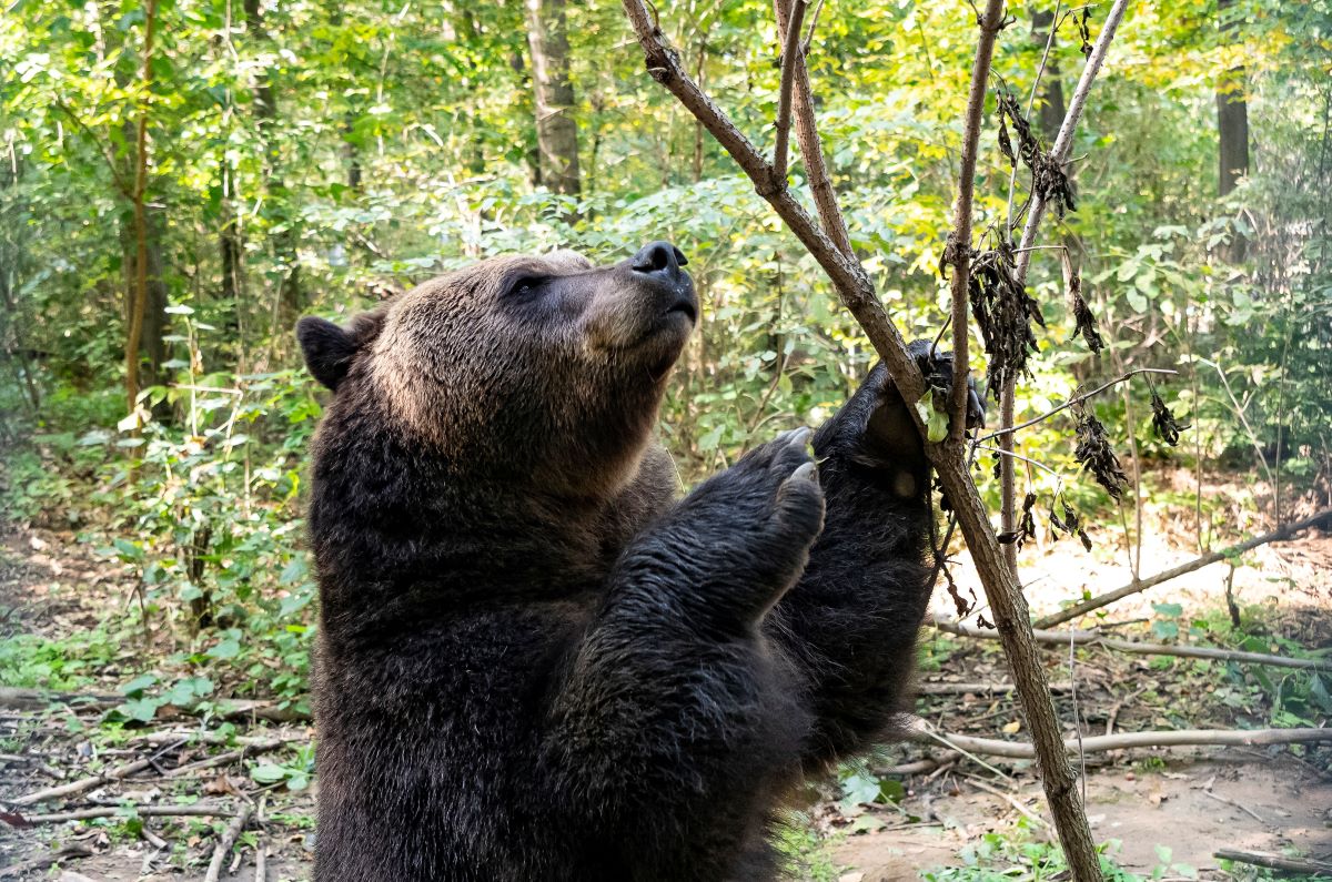 A Felix nevű, több mint háromszáz kilogrammos eurázsiai barnamedve
