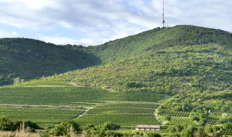Termést érlelő szőlőtáblák sorai a Kopasz-hegy oldalában, kora őszi napsütésben. 