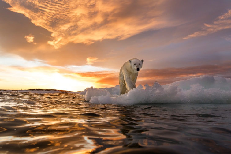 Jegesmedve egy olvadó jégtömbön Kanadában