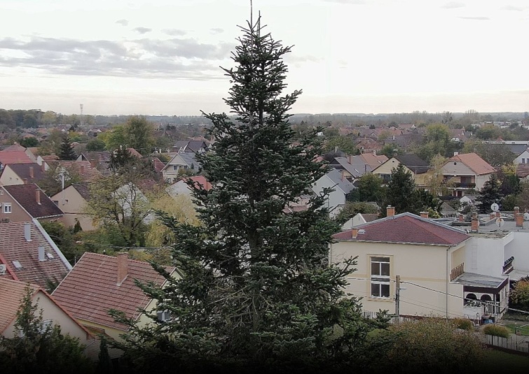 Egy hajdúszoboszlói fenyőfa lett 2023-ban az ország karácsonyfája 