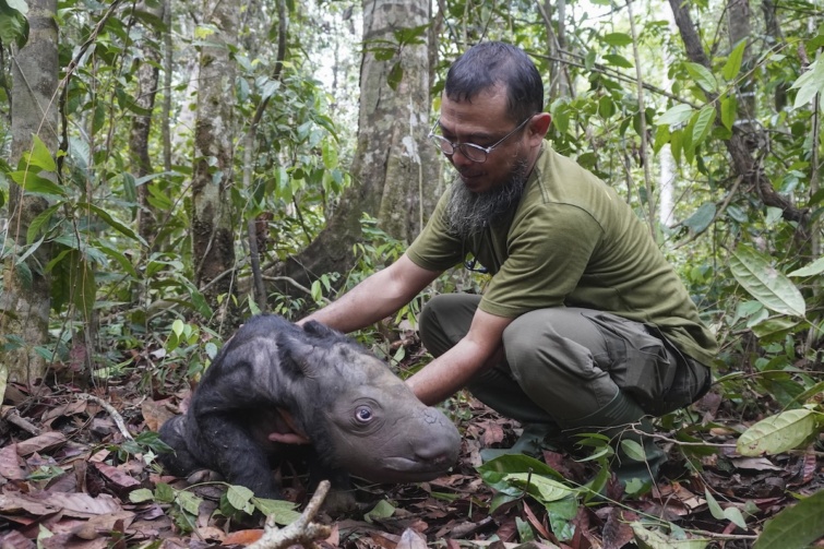 Szumátrai orrszarvú született Indonéziában