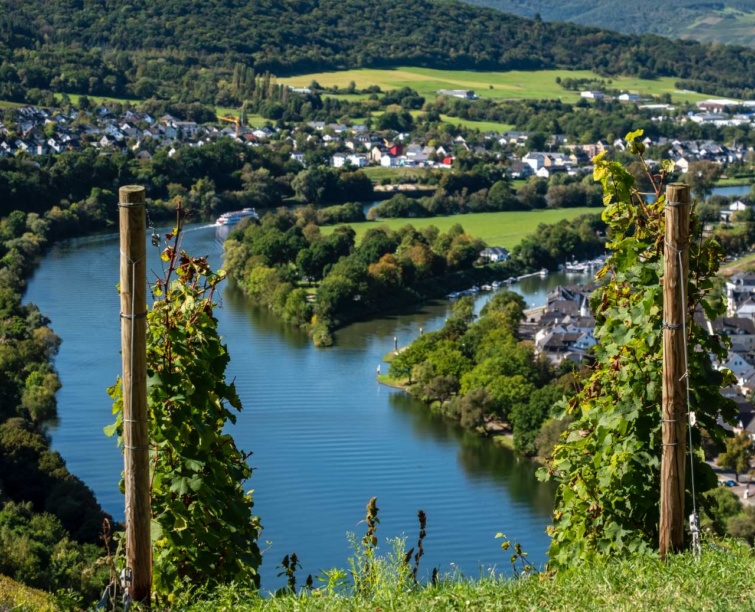 Mosel vidék szőlői