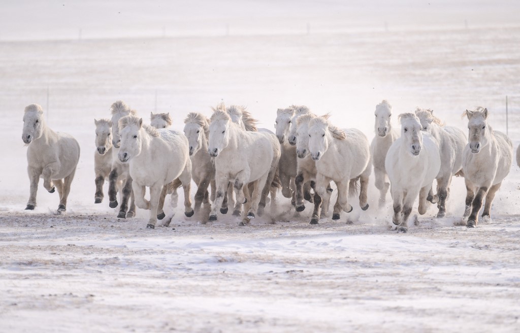 A mongol lovak akár 100 kilométert is megtesznek egy nap
