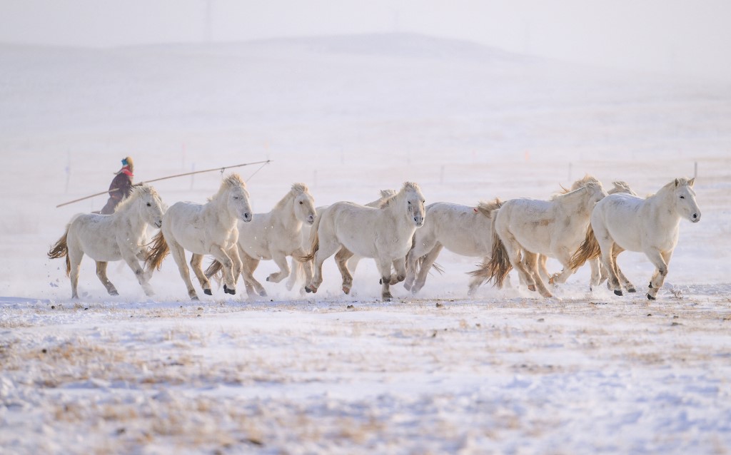 A lovak a mongolok legfontosabb haszonállatai